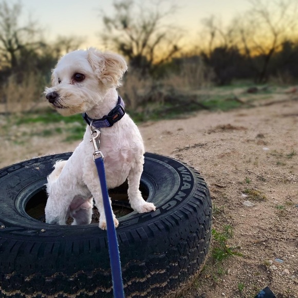 🐾🖤 Send CLOVER More LOVE!! FOLLOW GAME !! 😊 - Picture 3 of 7